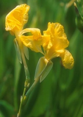 Golden Canna
